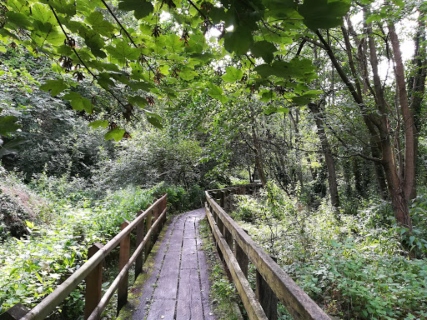  Loamhole Dingle Severn Gorge Countryside Trust 