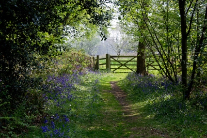 Bluebells in the woods