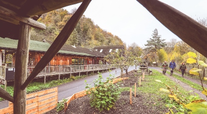 Cabins in the forest